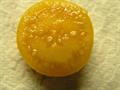 Physalis peruviana